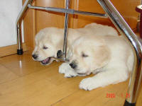 Miss Green and Mr. Purple chewing up my gooming-table