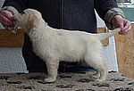 grüner Rüde - green dog
