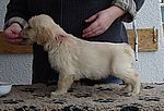 brauner Rüde - brown dog