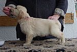 brauner Rüde - brown dog