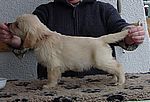 brauner Rüde - brown dog