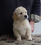 brauner Rüde - brown dog