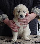 violetter Rüde - violet dog
