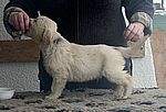 schwarzer Rüde - black dog
