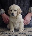 schwarzer Rüde - black dog