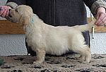 blauer Rüde - blue dog
