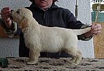 weisser Rüde - white dog