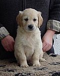 weisser Rüde - white dog