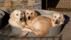 Branson (mitte) geniet die Mittagssonne in Wales mit Luna (links) und Sadie (rechts)