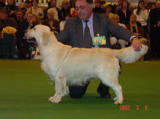 SHCH Golmas Governor (Crufts 2003)