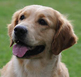 Willkommen bei den Ganwales Golden Retriever !
