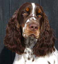Willkommen bei den Ganwales English Springer Spaniels !