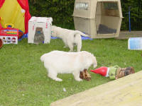 Ganwales Welpen kennen keine Langeweile !