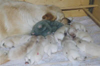 Stofftiere gehren auch in die Wurfkiste
