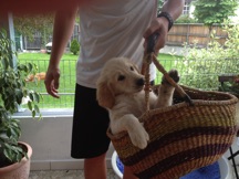 puppy in a basket