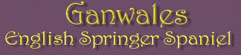 Ganwales English Springer Spaniel 